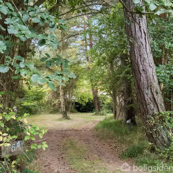 Sti omgivet af høje træer med tæt løv, fører ind i en skovområde. Et enkelt vejskilt med tallet 54 ses på venstre side.