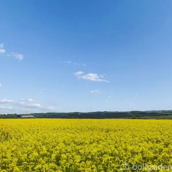 Gul rapsmark står stille under en klar blå himmel med spredte skyer, omgivet af fjerne skovklædte bakker i horisonten.