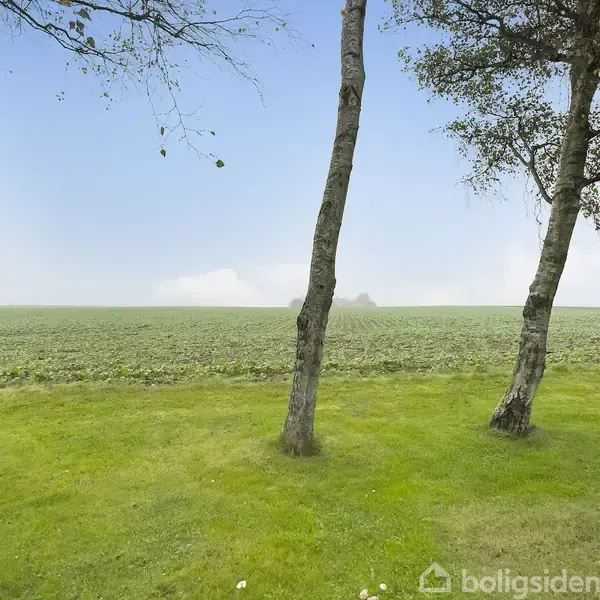 Tre slanke træer står stille på en grøn græsplæne med en bred mark og blå himmel i baggrunden.