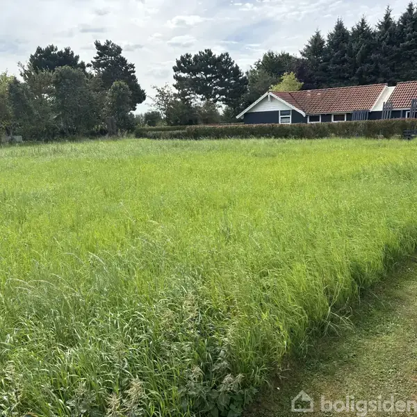 En græsmark står rolig foran en række træer og et hus med rødt tag. Græsset er grønt og højt, omgivet af buske og skov i baggrunden.