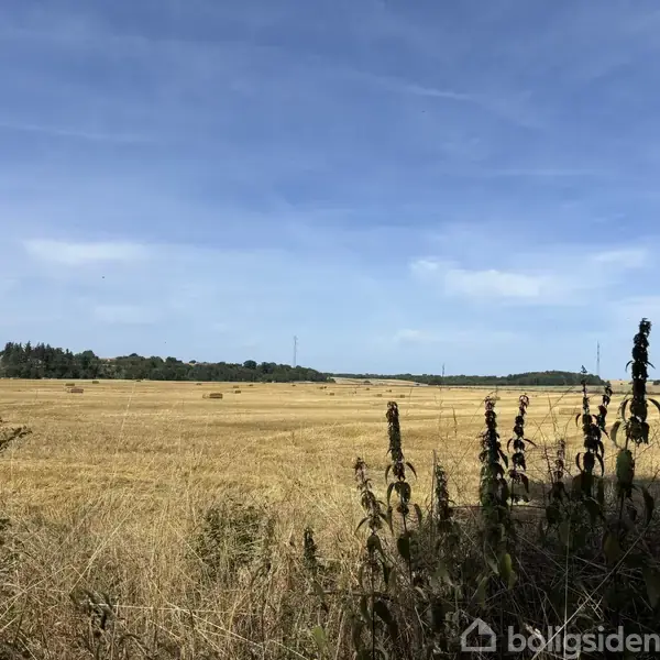 En gylden mark strækker sig ud i horisonten under en klar blå himmel, omgivet af spredte træer og buske i forgrunden.