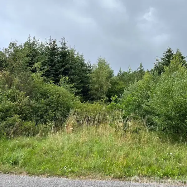 Græs med høj vegetation står stille i et grønt skovområde, mens himlen er overskyet. Træerne danner en tæt baggrund.