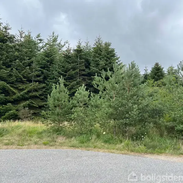 Grønne fyrretræer vokser langs en asfalteret vej omgivet af buske og græs. Skyer fylder himlen i baggrunden.