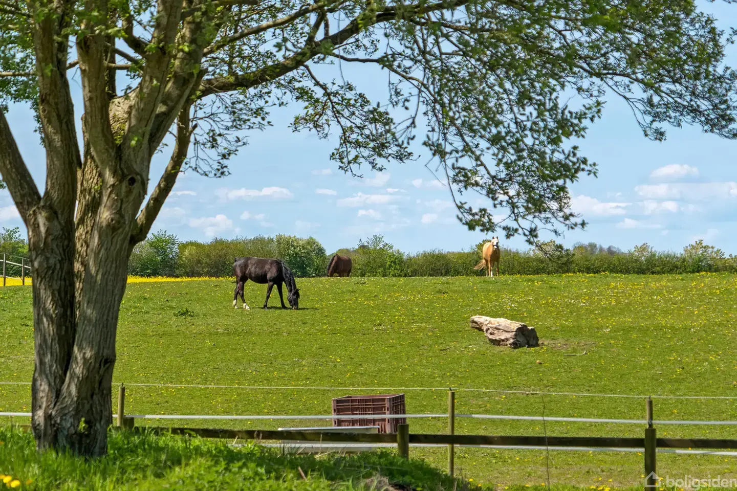 Herregårdshistorie og hestefaciliteter nær Glamsbjerg - View 2