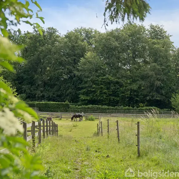 En hest græsser fredeligt i en indhegnet mark. Omgivelserne er frodige med grønne træer i baggrunden og en klar, blå himmel.