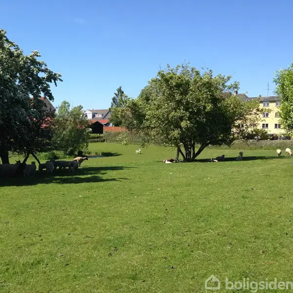 En flok får græsser på en grøn eng omkranset af træer, med et par huse i baggrunden. En hvid bænk står under et træ.