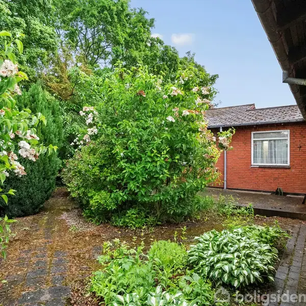 En tæt busk med hvide blomster står i en have omgivet af grønne planter. Bagved ses en murstensbygning med et vindue. Path er belagt med sten.