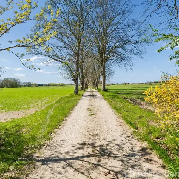 En grusvej strækker sig fremad mellem grønne marker, omgivet af høje, nøgne træer på begge sider, under en klar blå himmel.