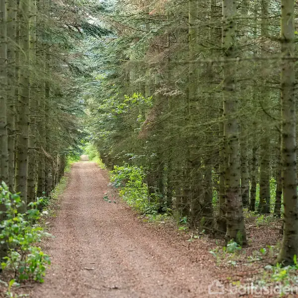 En bred sti strækker sig gennem en tæt skov af høje, smalle grantræer. Stien er dækket af brune nåle og omgives af frodige, grønne buske.