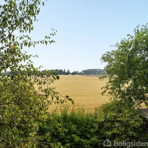En vidstrakt gylden hvedemark strækker sig under en klar blå himmel, omgivet af tætte grønne træer. En lav bygning med fladt tag er delvist synlig til højre.