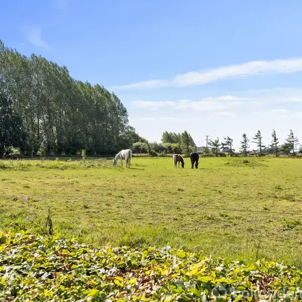 Flere heste græsser på en stor grøn mark omgivet af træer under en klar blå himmel.