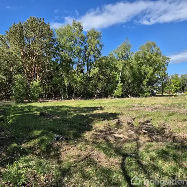 En lysning med græs dækker jorden, omgivet af tæt skov med høje træer. Skyggefulde områder fra træer på jorden viser sollys. Klar blå himmel i baggrunden.