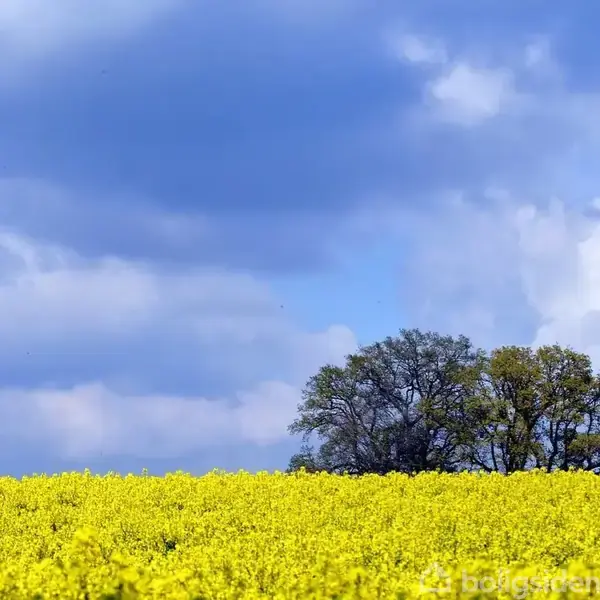 Et ensomt træ står stille omgivet af en bred mark med lyse gule rapsblomster under en blå himmel med spredte skyer.
