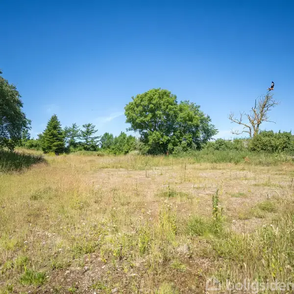 En åben mark fyldt med vildt græs og enkelte træer. I baggrunden ses flere grønne træer mod en klar blå himmel.