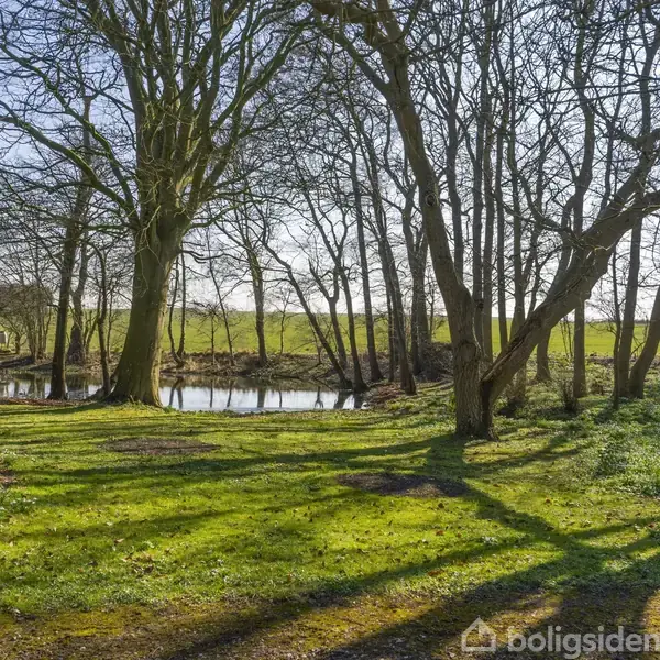 Træer står stille i en grøn park med en lille sø i baggrunden, omgivet af åbne marker under en blå himmel.