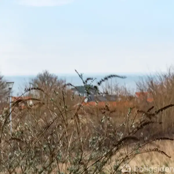 Grene bøjer sig i vinden foran en udsigt til et landskab med buske og træer i baggrunden under en lys himmel.