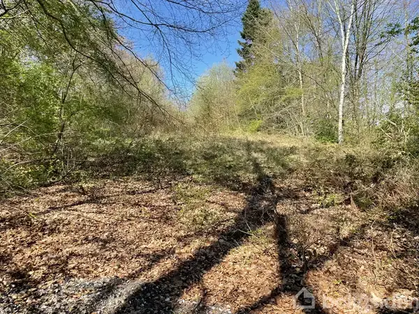 I midten vokser en klynge græs og buske, omkranset af træer med spredte blade. Skygger fra træerne strækker sig over jorden, mens himlen er klar og blå.