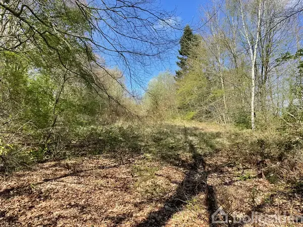 Skovområde med træer og buske vokser tæt på en solrig dag. Sollys filtrerer gennem grenene, og jorden er dækket af tørre blade. Himmelens blå farve er synlig.