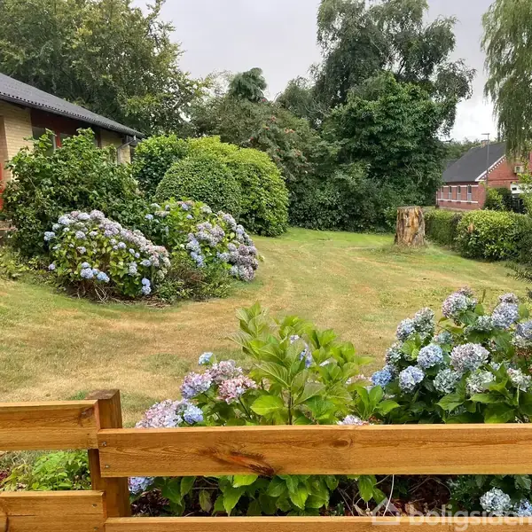 Hortensia-buske blomstrer i en have foran et gult murstenshus med en rød dør. Haven er omgivet af grønne træer og en græsplæne.