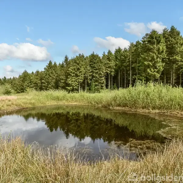 En skovsti strækker sig mellem høje træer, hvor sollys filtrerer gennem grenene og skaber en lys atmosfære i bunden, med en lysning i baggrunden.