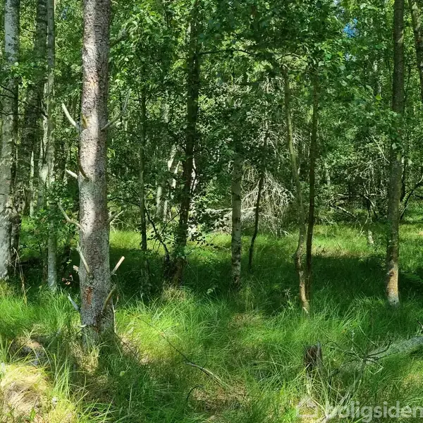 Træer står stille i en tæt skov, omgivet af frodigt græs og sollys filtreret gennem bladene.