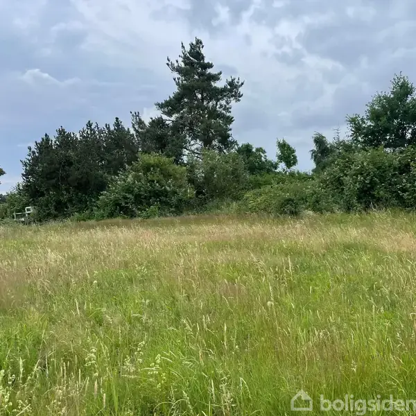 En åben, græsbeklædt mark med højt græs og enkelte buske. I baggrunden ses træer under en overskyet himmel. Ingen tekst fundet i billedet.