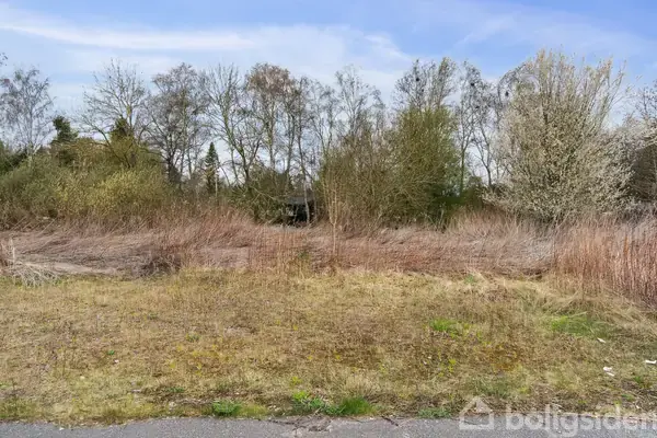 En åben grund med tørt græs og buske vokser i forgrunden, mens høje, bladløse træer danner en tæt linje i baggrunden under en blå himmel med spredte skyer.