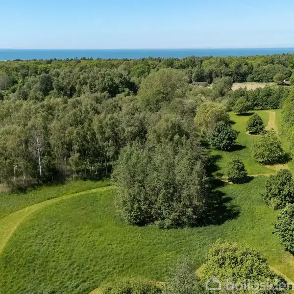 En åben mark med tørt græs, hvor træer står langs kanten under en klar blå himmel. Der er et tyndt træ i forgrunden til højre.