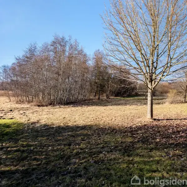 Et ensomt træ står på en lysning i en åben mark, omgivet af spredte træer og buske, under en klar blå himmel.