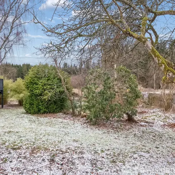 En snedækket have med et stort, nøgent træ i forgrunden. Et mørkt trædæk til venstre og tætliggende buske i baggrunden omkranset af skov.