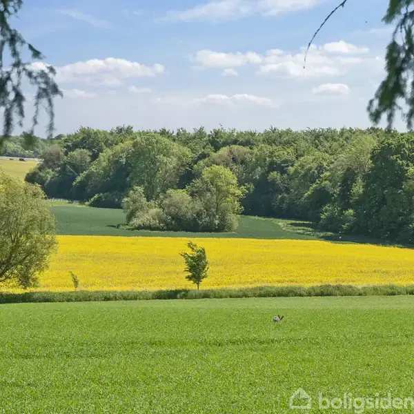 Grønt græs breder sig ud i forgrunden, efterfulgt af en gul blomstereng. En skov omkranser markerne under en blå himmel med spredte skyer.