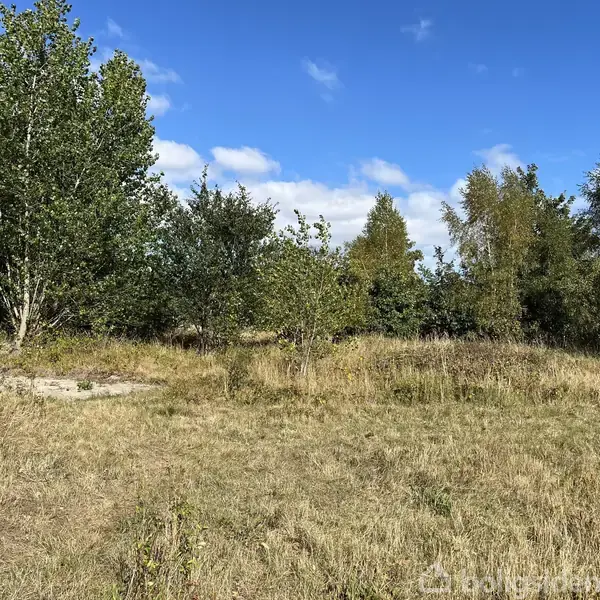 Græsareal med spredte træer står stille under en klar blå himmel med få skyer. Området er omgivet af tættere skovbevoksning i baggrunden.