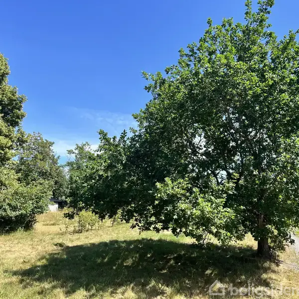 Et stort grønt træ står i en solrig græsplæne med flere træer og blå himmel i baggrunden. En grussti løber langs højre side i billedet. Ingen tekst til stede.