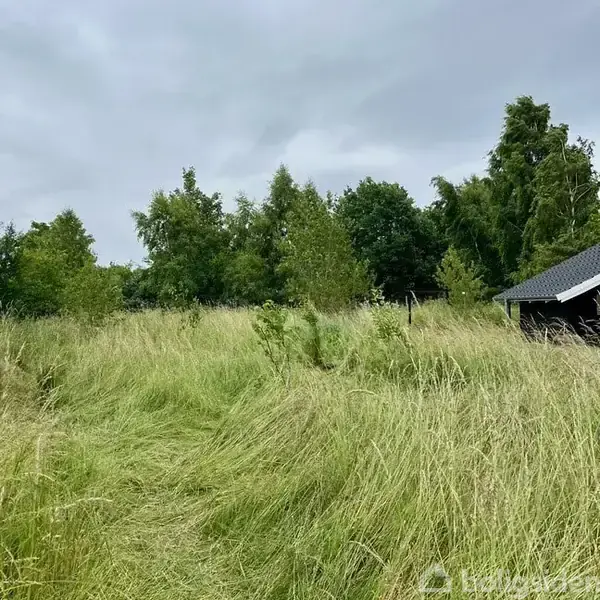 En overgroet have har langt græs voksende, omringet af tætte træer. En bygning med sort tag ses delvist til højre, under en skyet himmel.