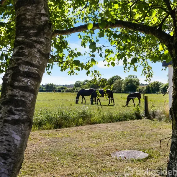 To heste græsser fredeligt i en grøn eng omgivet af spredte træer, set gennem åbningen mellem to birketræer. Sen sommerdag med klart blåt himmel.