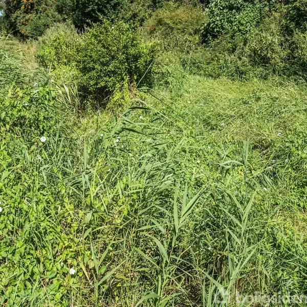 Grønt græs og buske vokser tæt i et frodigt, ujævnt terræn omgivet af flere træer. Ingen tekst fundet i billedet.