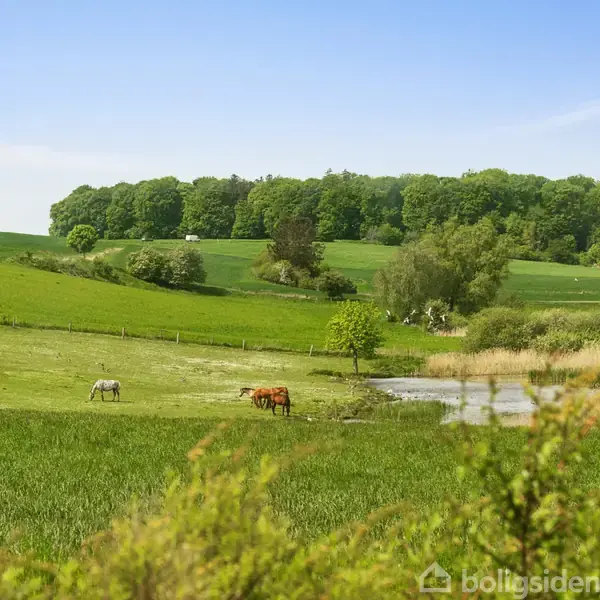 To heste græsser på en grøn eng ved siden af en lille sø. Omkring engene er der spredte træer og en skov i baggrunden under en blå himmel.