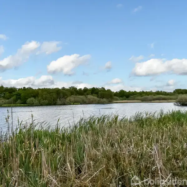 Sø med stille vandoverflade omgivet af højt græs og træer i baggrunden under en blå himmel med spredte skyer.