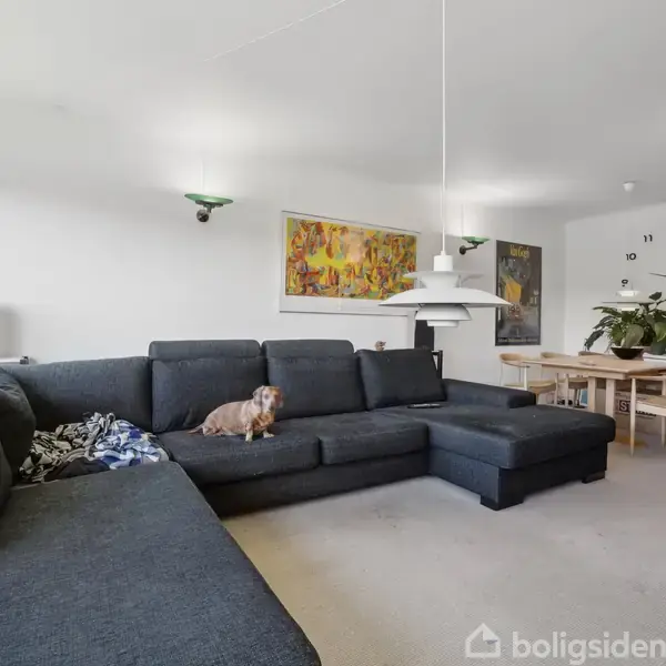 En hund sidder på en stor, mørkegrå sofa i en moderne stue. Omgivelserne inkluderer et spisebord, farverige malerier, en vægklokke og grønne planter i et lyst rum.