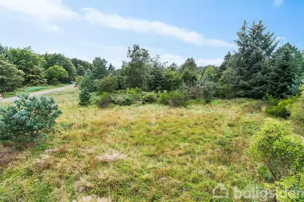 Grønt areal omgivet af forskellige træer, med en vej løbende venstre langs kanten under en blå himmel.