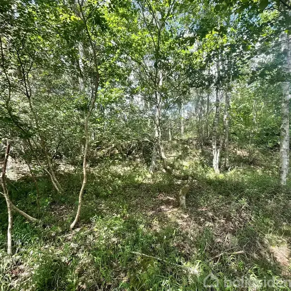 En tæt skov med mange træer og grønne buske står i naturligt lys. Solen skinner gennem bladene, skaber pletter af lys på skovbunden. Ingen tekst fundet.