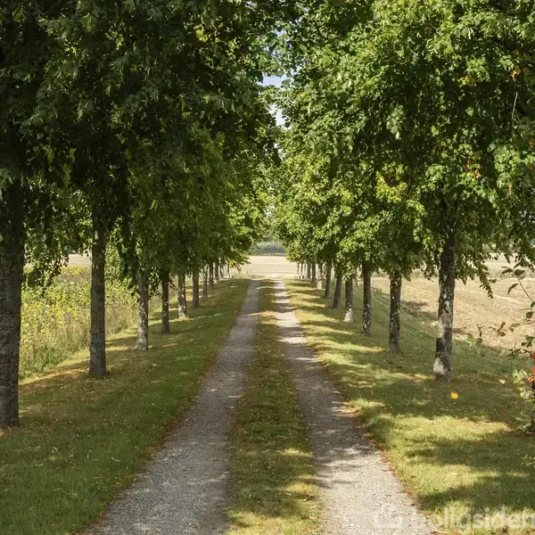 En grussti strækker sig mellem to rækker af træer, der står i tæt formation. Omgivelserne består af grønne marker og spredt buskads, med en klar himmel i baggrunden.