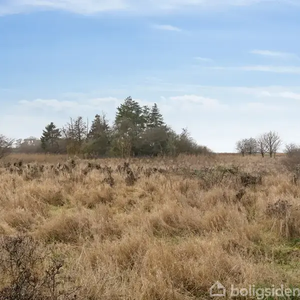 Græsklædt område breder sig under en blå himmel med spredte skyer. I baggrunden ses en klynge træer, der skaber en naturlig grænse for det åbne landskab.