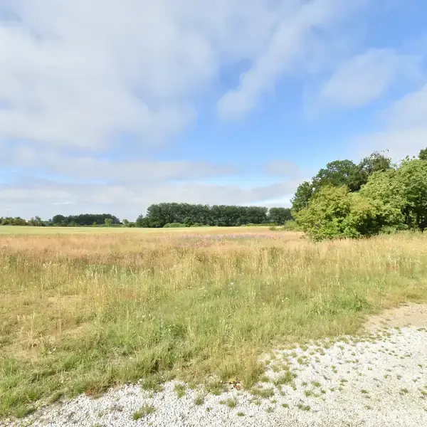Grusvej passerer langs en eng med højt græs. Træer står i baggrunden under en blå himmel med spredte skyer.