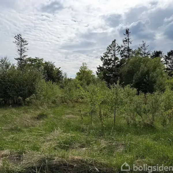 Græsareal med spredte buske og træer på en overskyet dag. Vegetationen er tæt og grøn, omgivet af yderligere træer i baggrunden under en skiftende himmel med skyer.