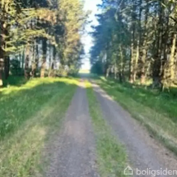 Grusvej strækker sig mellem høje træer, der danner en grøn tunnellignende passage under blå himmel. Sommerlys filtrerer gennem trækronerne, skaber skygger på vejen.