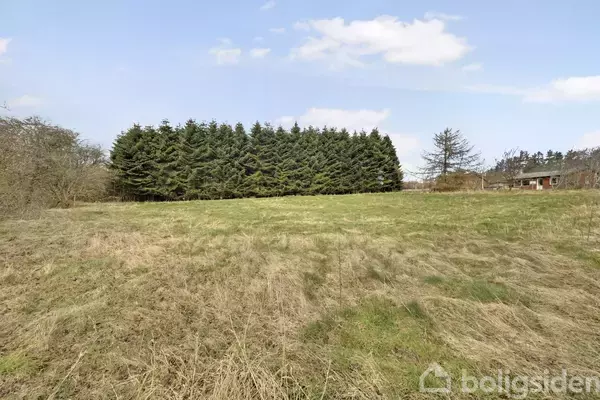 En stor gruppe grantræer står ubevægelige i en åben græsmark. En enkelt bygning kan ses i højre side i det fjerne under en klar blå himmel.