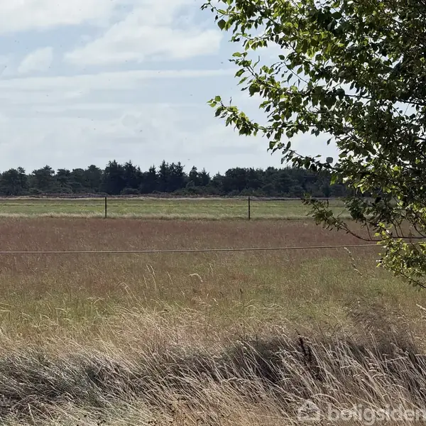 En frodig mark strækker sig ud i horisonten med græs, der svajer stille. I forgrunden står et træ delvist i billedet, mens hegn ses langs markens kant i det fjerne.