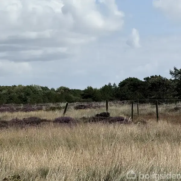 Græsmarker strækker sig ud med lavendelfarvet lyng spredt rundt, afgrænset af et simpelt metalhegn. I baggrunden ses buske og træer under en overskyet himmel. Ingen synlig tekst.