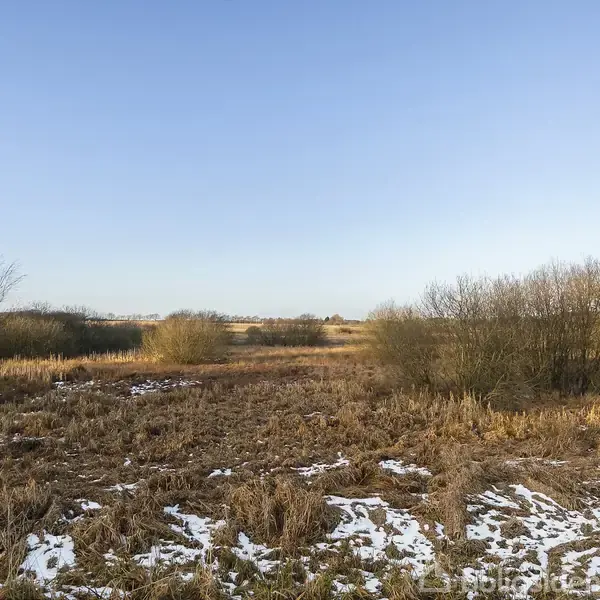 Landskab med tørre græsarealer dækket af spredte sneflekker, omgivet af nøgne buske og træer, under en klar blå himmel.